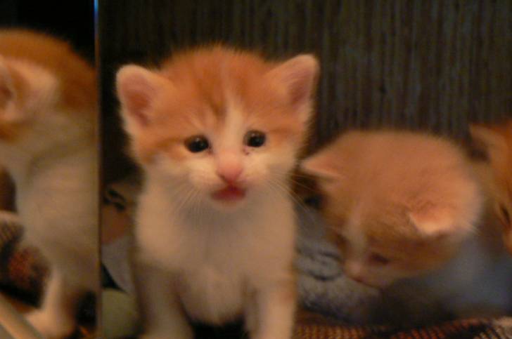 Chipie - (1 mois)