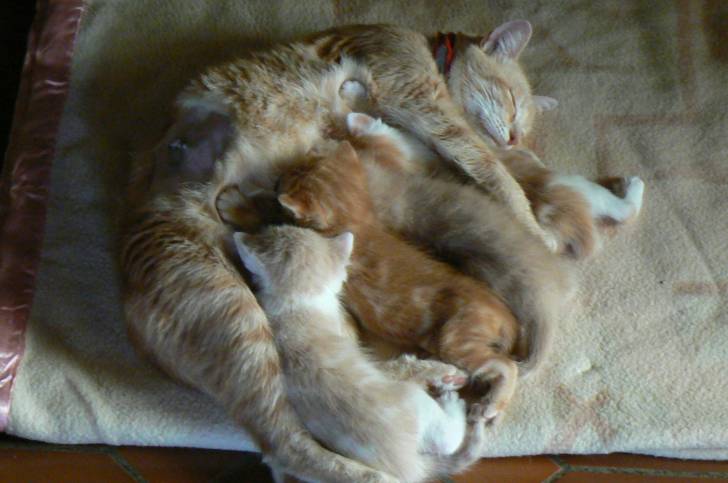 Minette & ses chatons -