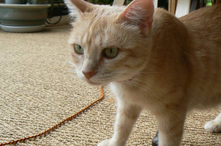 Minette - (2 ans)