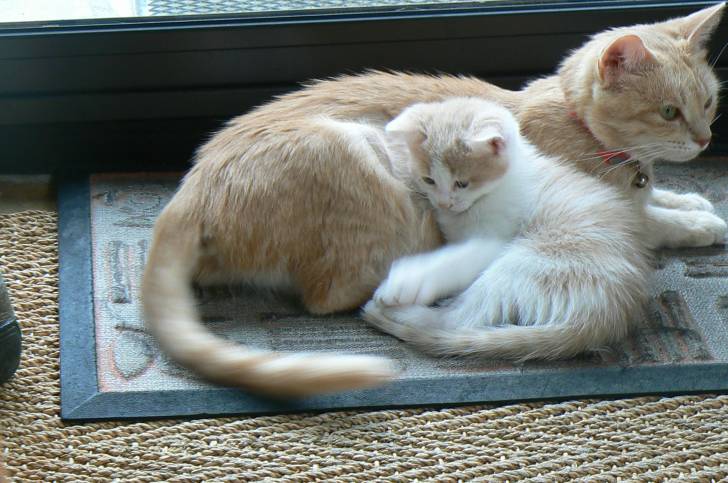 Minette & Toupi -