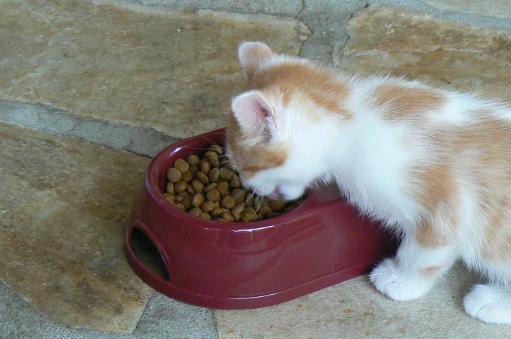 Chipie - (1 mois)