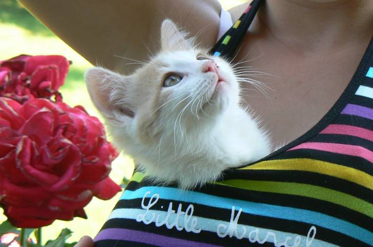 Toupi dans mon T-shirt - Mâle (2 mois)