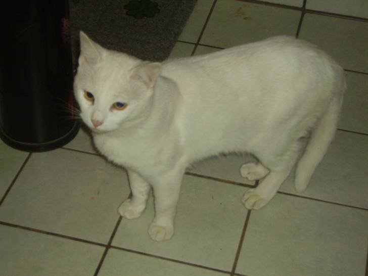 chatran - Mâle (2 ans)