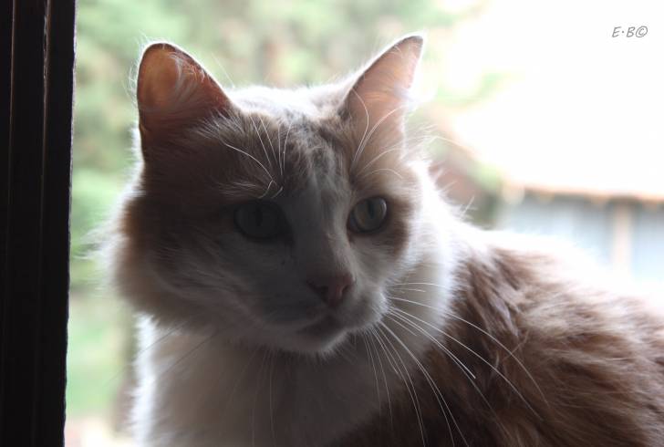 Fripon - Mâle (7 ans)