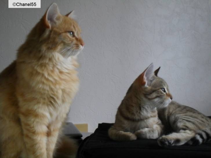 Coquine and Ambre -