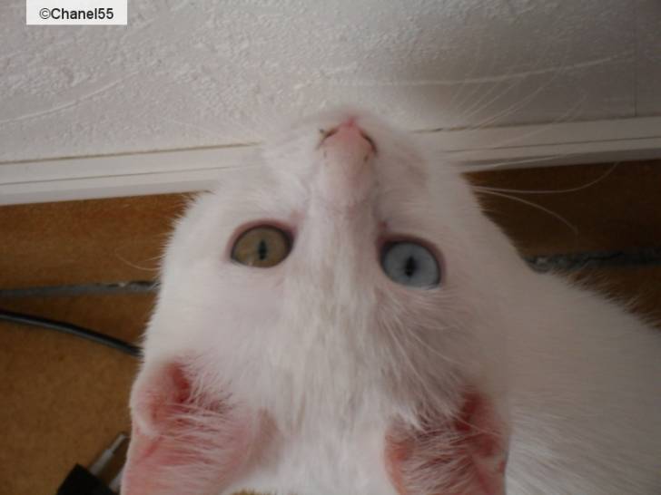 Litchie - (2 mois)