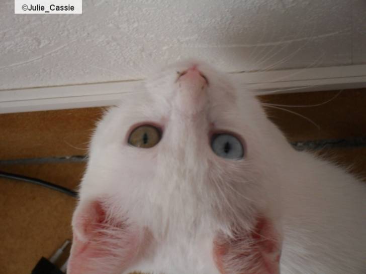 Litchie - (2 mois)