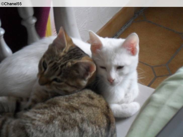 Ambre and Litchie -