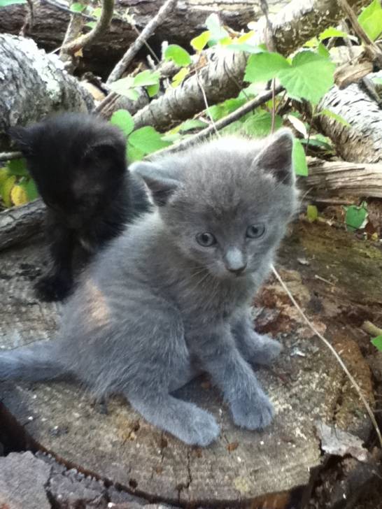 Misty - Mâle (1 mois)