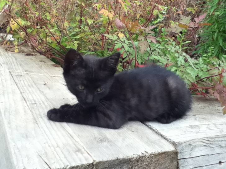Shy - (2 mois)