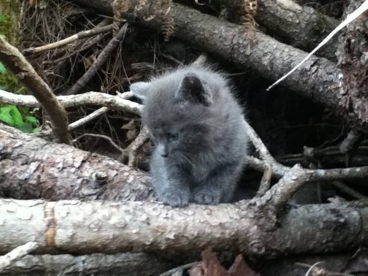 Misty - Mâle (1 mois)
