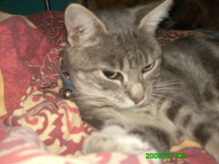 chaglama - (3 ans)
