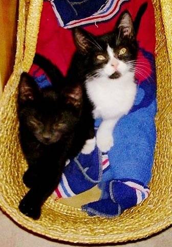 Feline et Felix - (7 mois)