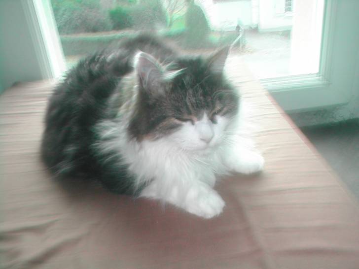 Myrtille - (7 ans)