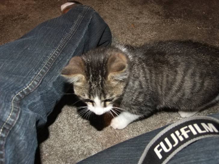 moustic - Mâle (4 mois)