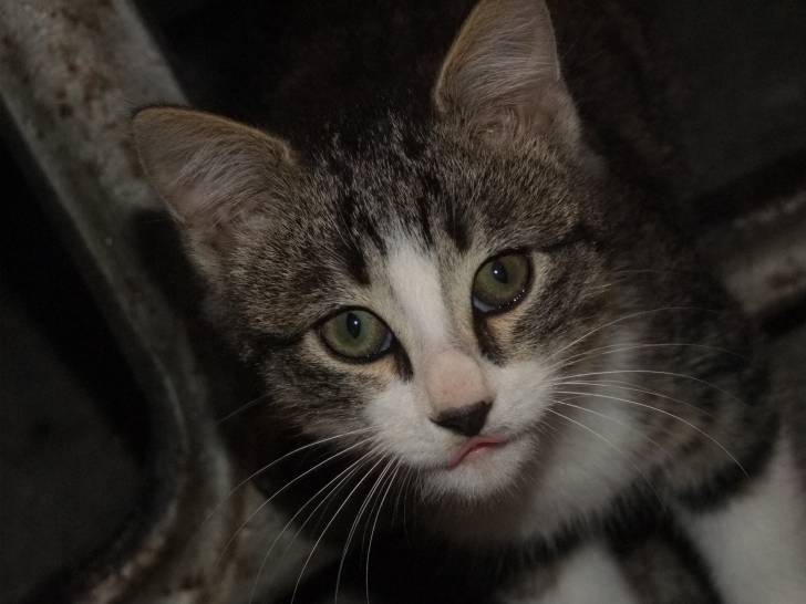 moustic - Mâle (4 mois)