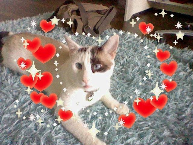 Mon gros chat!! - Mâle (1 an)