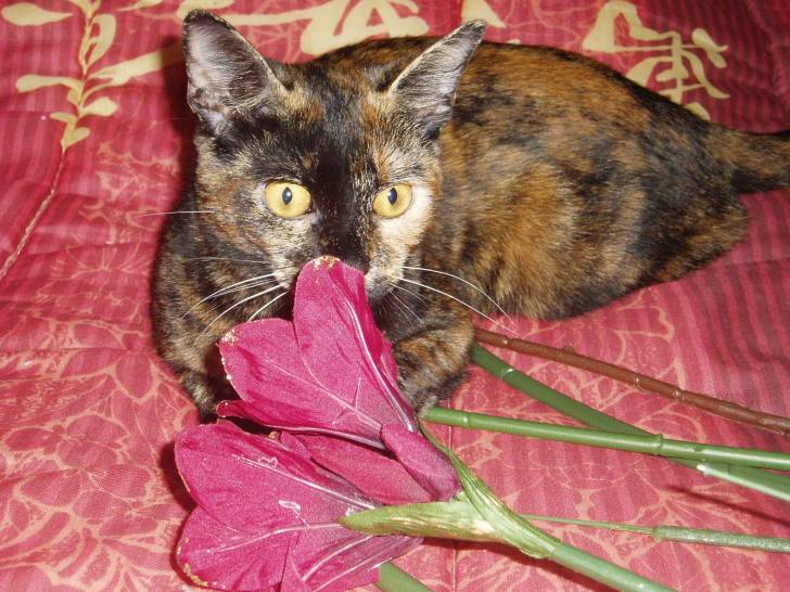 neeko - (4 ans)