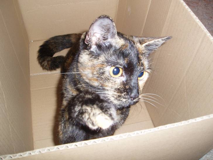 neeko - (4 ans)