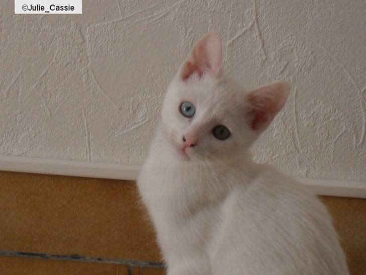 Litchie ^^ - (3 mois)