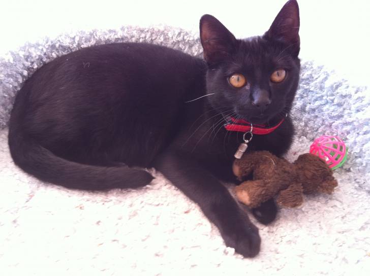 Mickey - Mâle (5 mois)