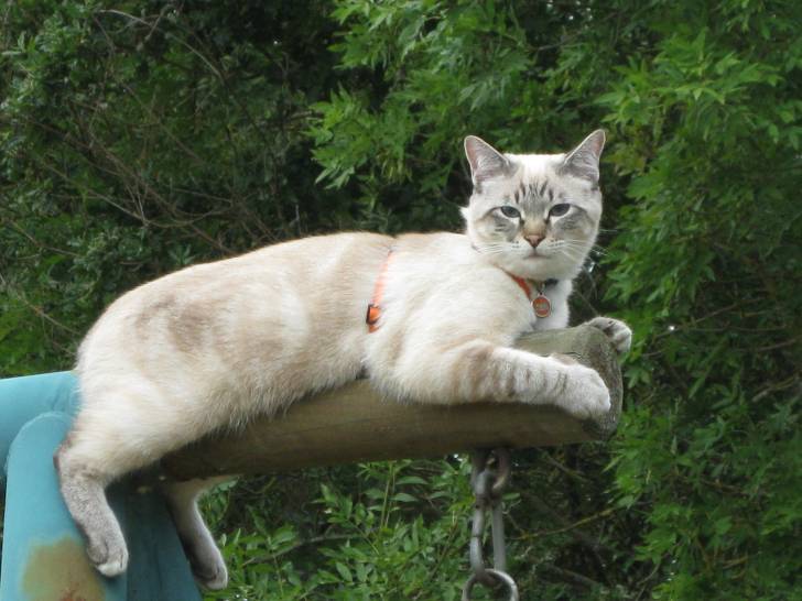 guips - Mâle (2 ans)