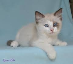 gretchen - (4 mois)