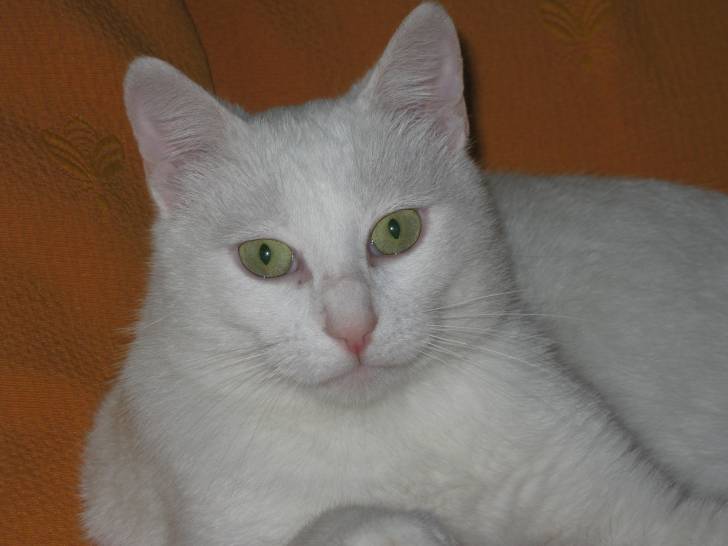 chaussette - Mâle (4 ans)