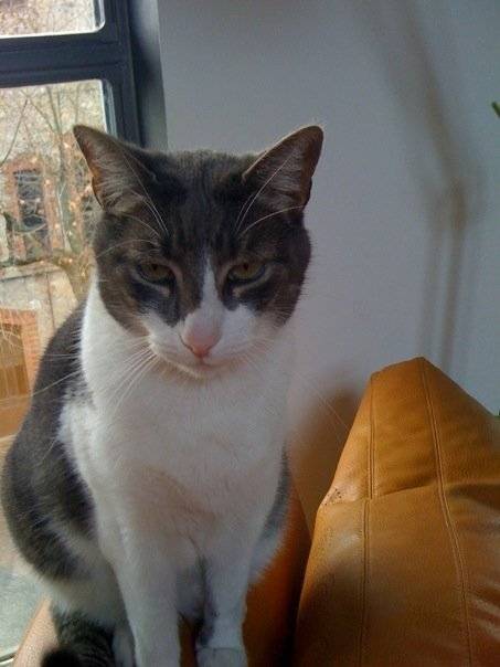 Haribo - Mâle (8 ans)
