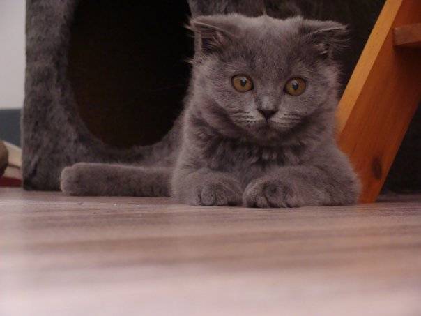 Elly - (2 mois)