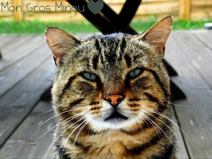 Gros Minou - Mâle (8 ans)