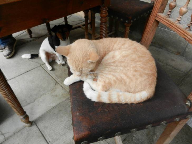 achille et snoopie - Mâle (6 ans)