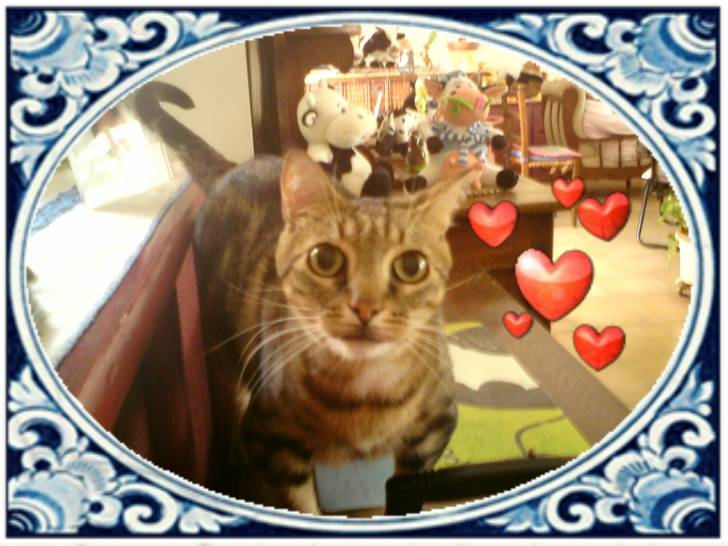 titou - Mâle (5 ans)