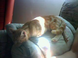 Corona - Mâle (2 ans)