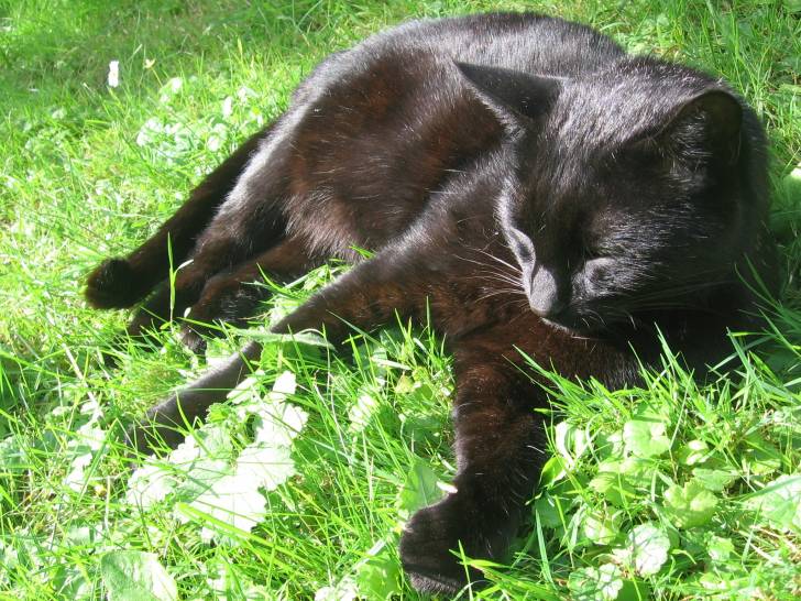 Titou - Mâle (Autre)