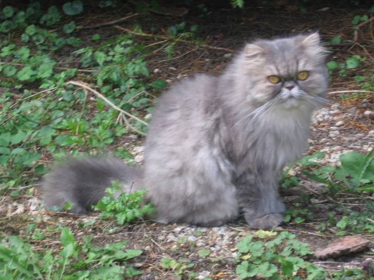 Virgule - (4 ans)