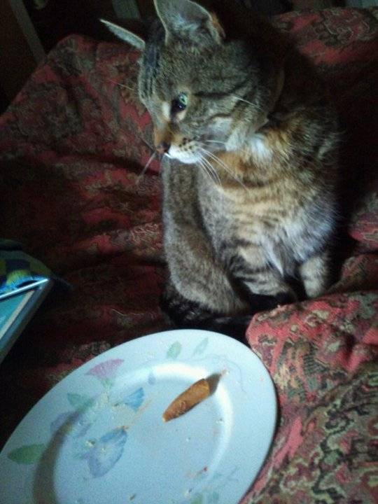 Mr. Cooper - Mâle (8 ans)