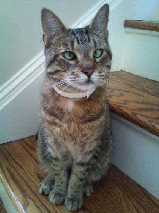 Mr. Cooper - Mâle (8 ans)