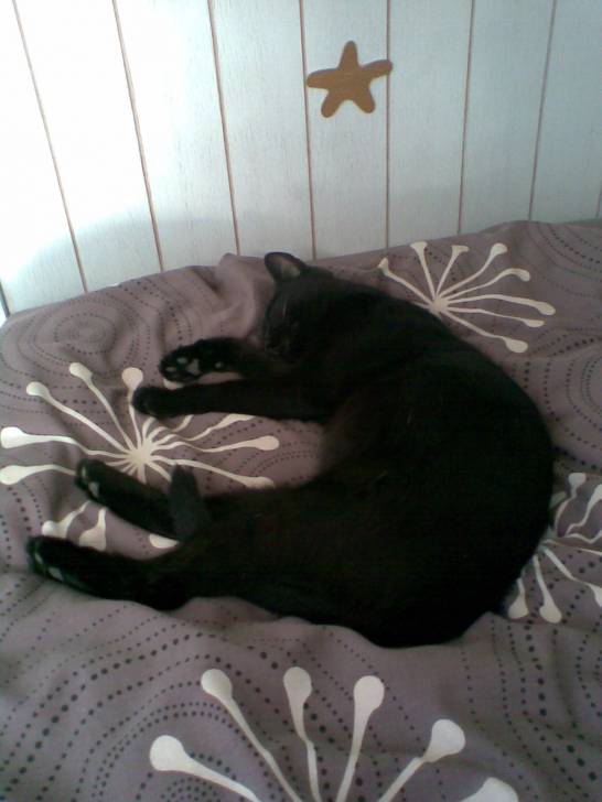 Croquette - (2 ans)