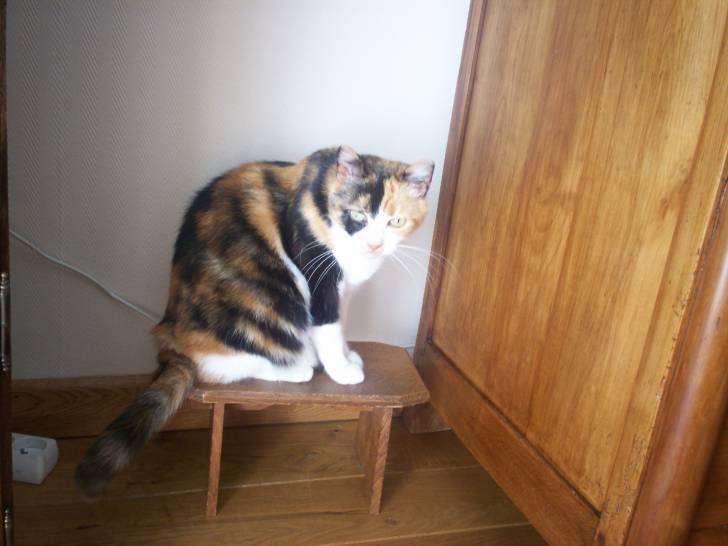 Chipie - (6 ans)