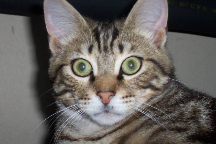 Némo - Mâle (4 ans)