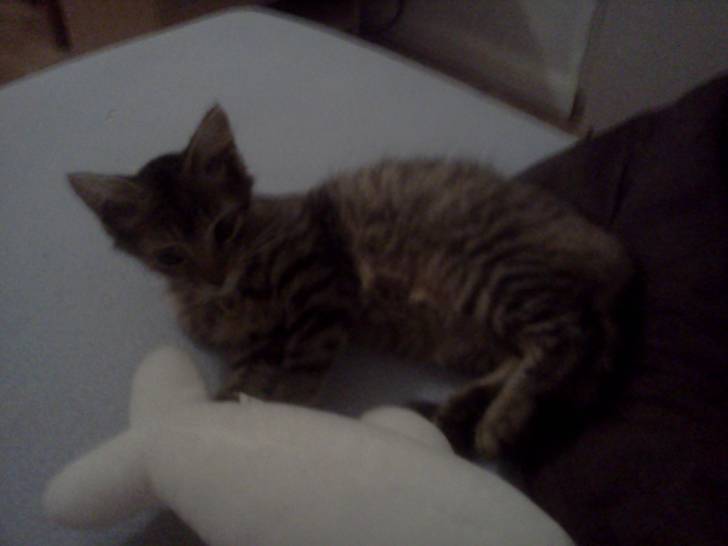 Minette - (8 mois)