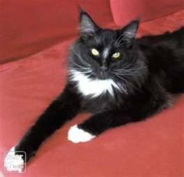 Mitaines - (3 ans)