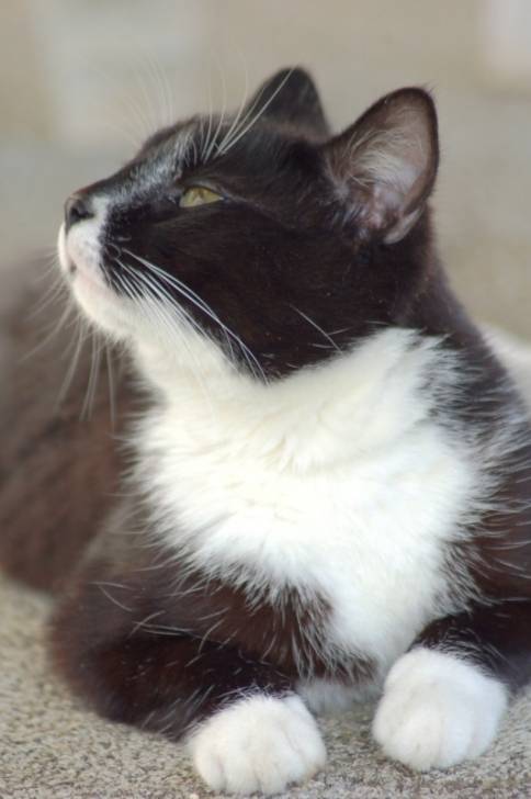 reglisse - Mâle (2 ans)