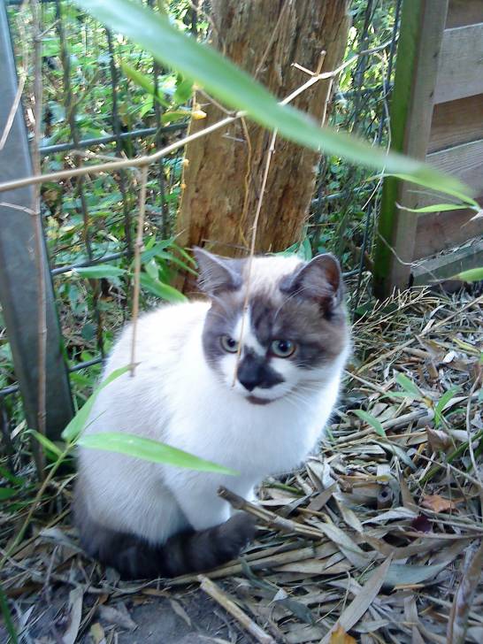 Griffon - Mâle (10 mois)