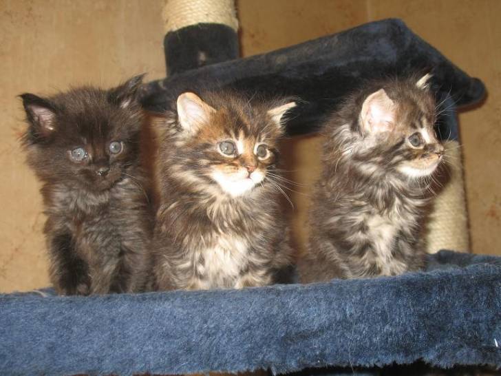 Mistery, Manouche, chelou - Mâle (6 mois)