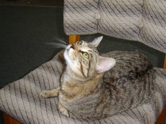 Zac - Mâle (2 ans)