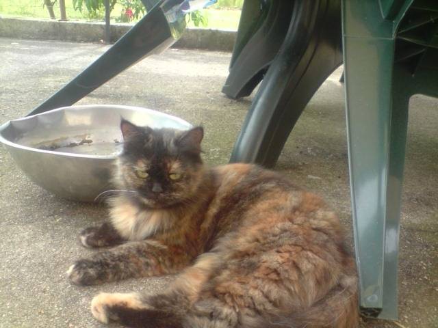 Capouera - (6 ans)