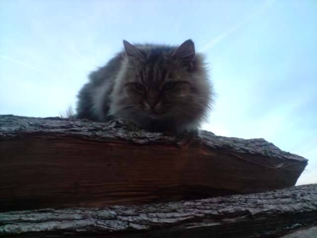 Mimosa - (18 ans)