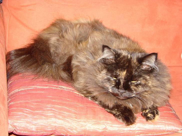 Smudge - (11 ans)